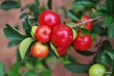 Acerola