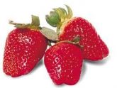 Morango